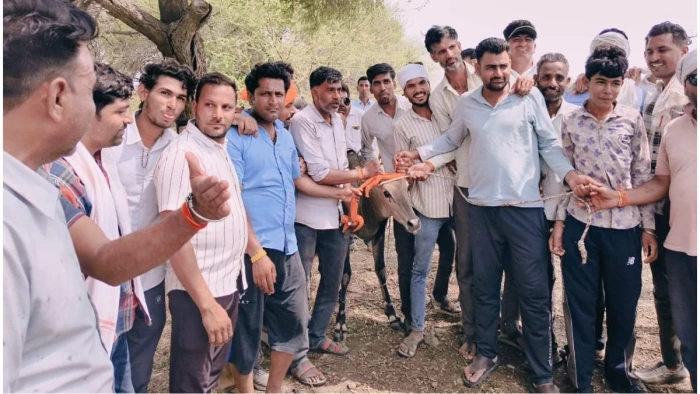 लाखों रुपये खर्च... उज्जैन में वन विभाग की टीम आठ घंटे में पकड़ पाई सिर्फ चार नीलगाय