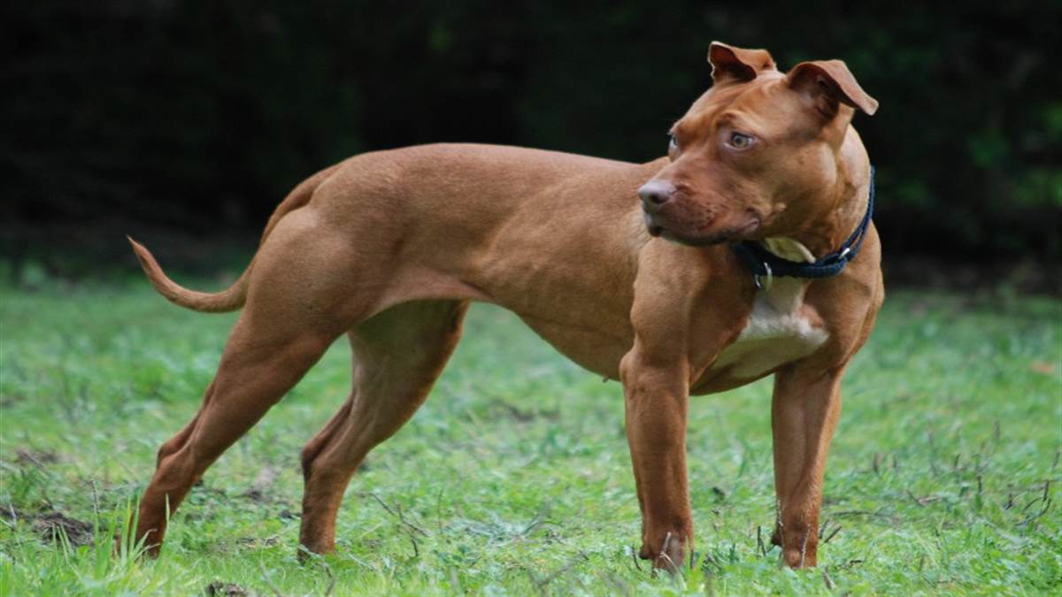Pitbull Attack: लखनऊ में पालतू Pitbull ने महिला की ली जान, जानिए 41 देशों में क्यों बैन है ये कुत्ता ?