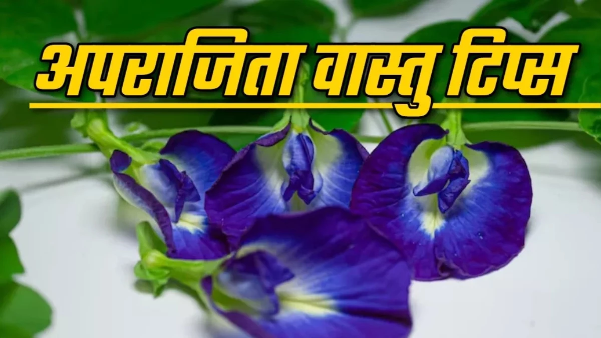 Aparajita Plant Tips: अगर घर में लगाना है अपराजिता का पौधा तो रखें इन बातों का ध्यान, नहीं तो पड़ सकते हैं लेने के देने