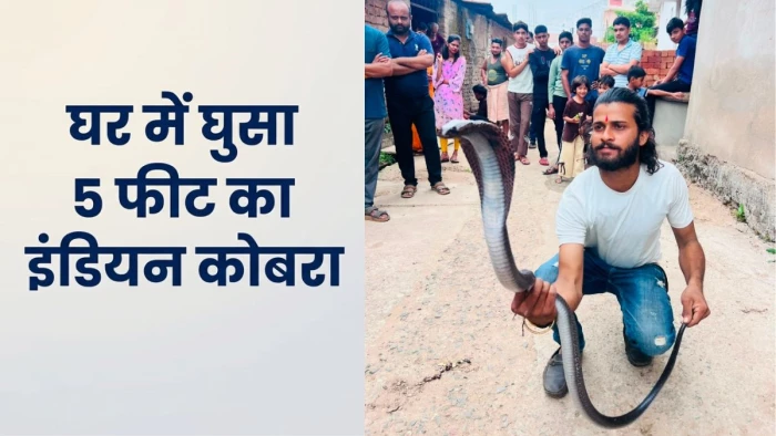 चूहों के इंतजार में घर में छिपा था 5 फीट लंबा इंडियन कोबरा; इटारसी के डोलरिया में बाल-बाल बची महिला