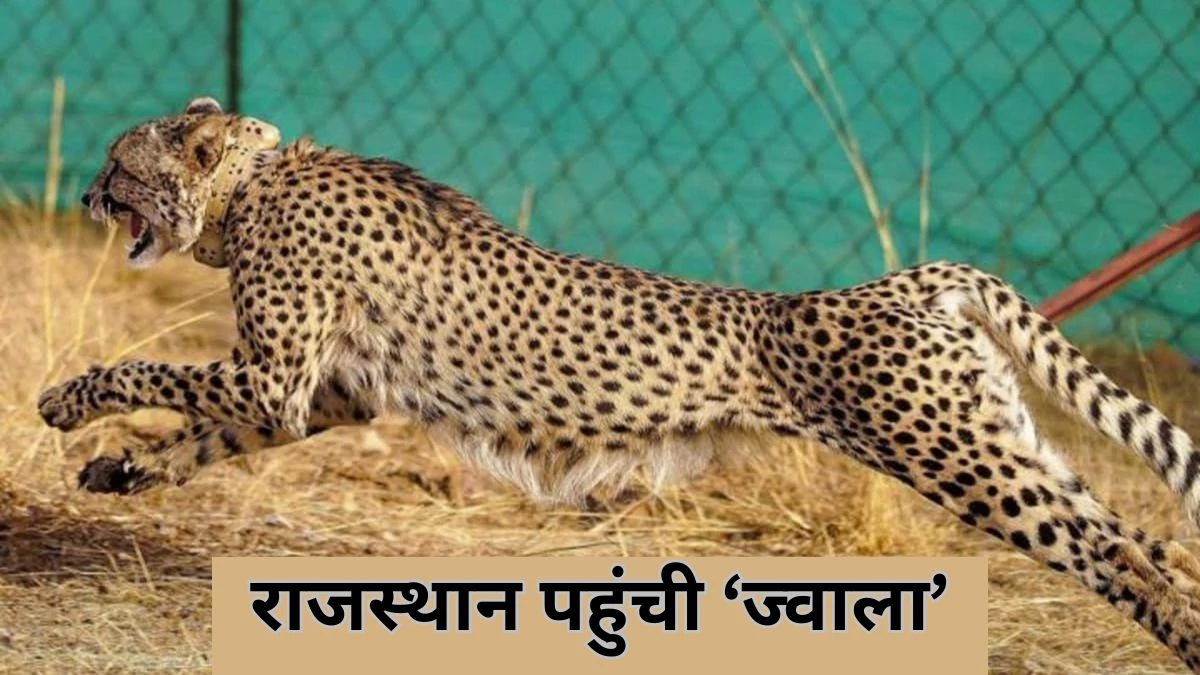 कूनो की मादा चीता ‘ज्वाला’ पहुंची राजस्थान, बकरी का शिकार कर मचाया हड़कंप, टीम ने ट्रेंकुलाइज कर वापस लाया