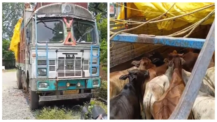 14 चक्का ट्रक में ठूंसकर ले जाए जा रहे थे 46 गोवंश: ऑपरेशन शंखनाद के तहत धरमजयगढ़ पुलिस की बड़ी कार्रवाई