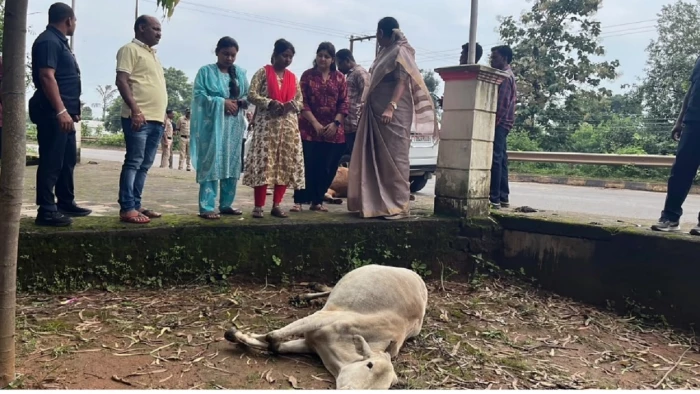 छत्तीसगढ़ में दर्दनाक हादसा: कानापोड़ लखनपुरी में अज्ञात वाहन की टक्कर से 15 मवेशियों की मौत