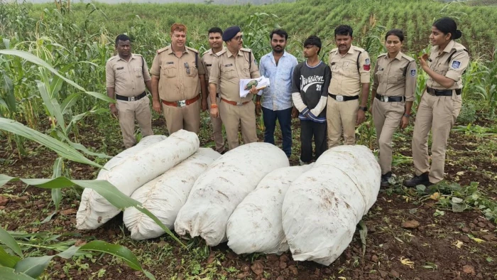 नशे की 'काली खेती' पर पुलिस की 'ग्रीन स्ट्राइक', बड़वानी में 23 क्विंटल वजनी गांजे के पौधे जब्त