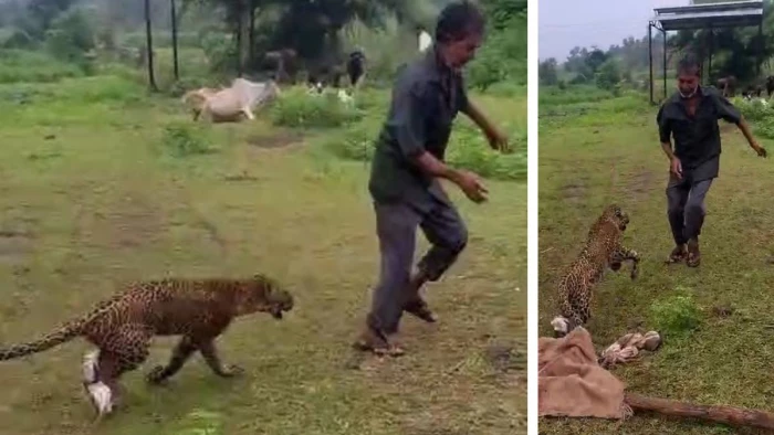 रतलाम में बीमार तेंदुए को पकड़ा, उपचार के दौरान हुई मौत, ग्रामीणों पर हमले का वीडियो भी आया