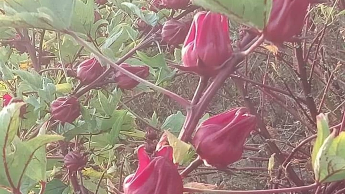 अमाड़ी की भाजी की सब्जी खाने के बाद मां-बेटी बीमार, जेठ पर चूहा मार दवा मिलाने का आरोप