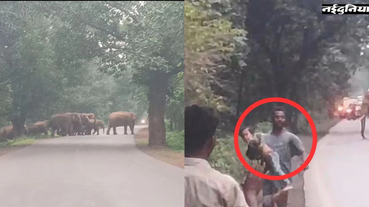 हाथियों के हमले से बचने के लिए बच्चे को गोद में लेकर भागा पिता, धरमजयगढ़ में 49 दंतैलों ने मचाया तांडव