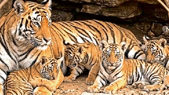 कुएं में गिरी बाघिन ने मौत के मुंह से लौटकर बसाया अपना परिवार, वीरांगना दुर्गावती टाइगर रिजर्व में बढ़ा कुनबा