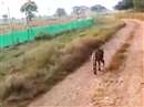 Cheetah Project in MP : चीतों के बाड़े के पास घूमता दिखा तेंदुआ, कूनो प्रबंधन सतर्क