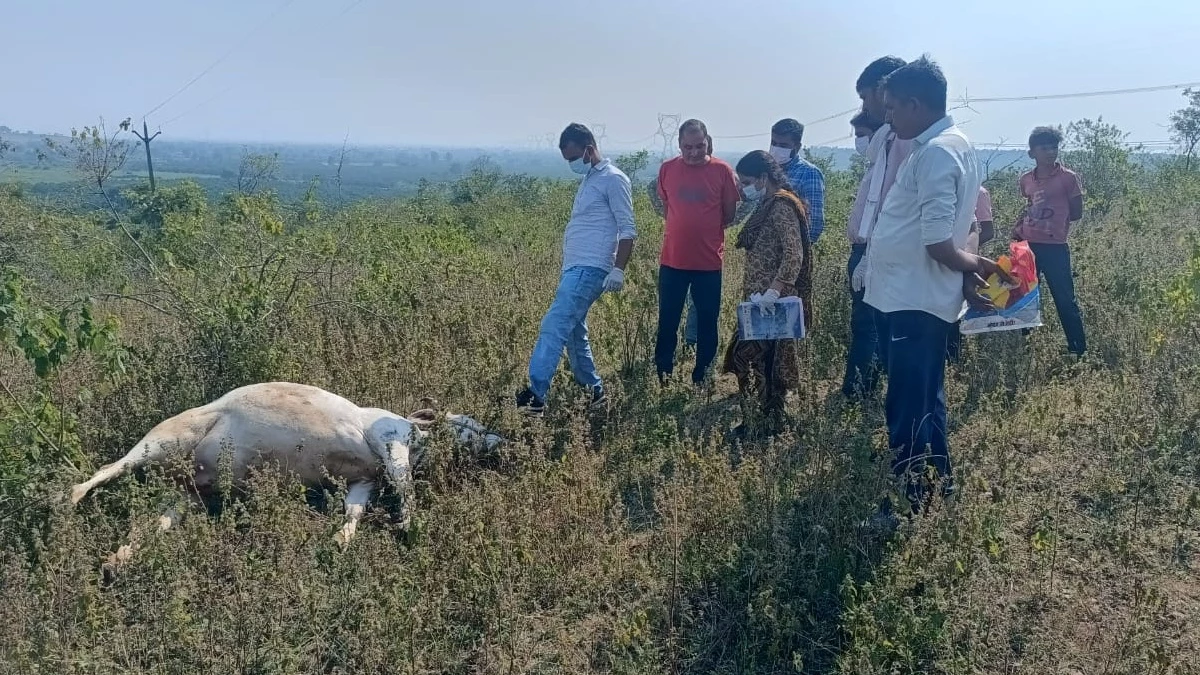 MP के छिंदवाड़ा में पेट फूलने के बाद 15 मवेशियों की मौत, इनका संक्रमित दूध पीने से 5 लोग बीमार