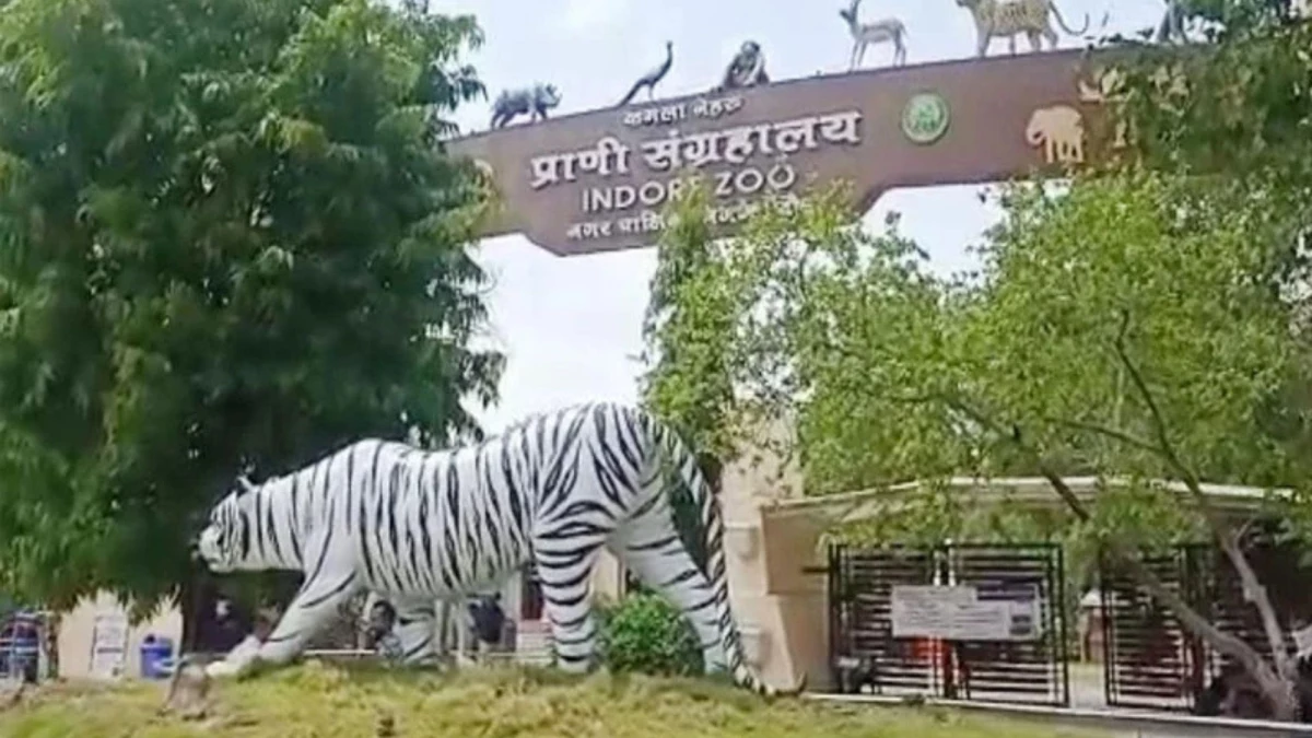 MP News: ठंड से बचाने के लिए चिड़ियाघर में लगाए हीटर और बल्ब, बाघ-शेर को मिल रही खास सुविधा