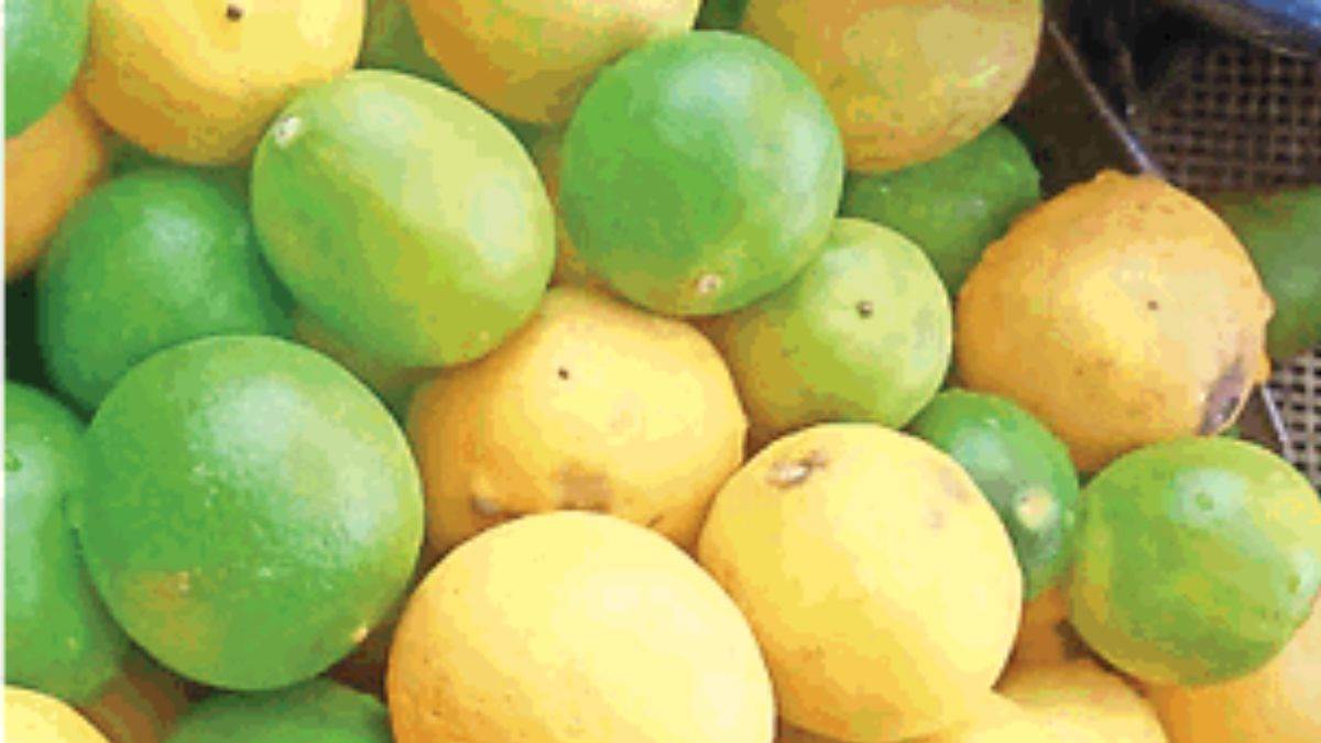 Lemon Price Rise: गर्मी आते ही 160 रुपये किलो पहुंचे नींबू के रेट, 10 रुपये में मिल रहा एक नीबू
