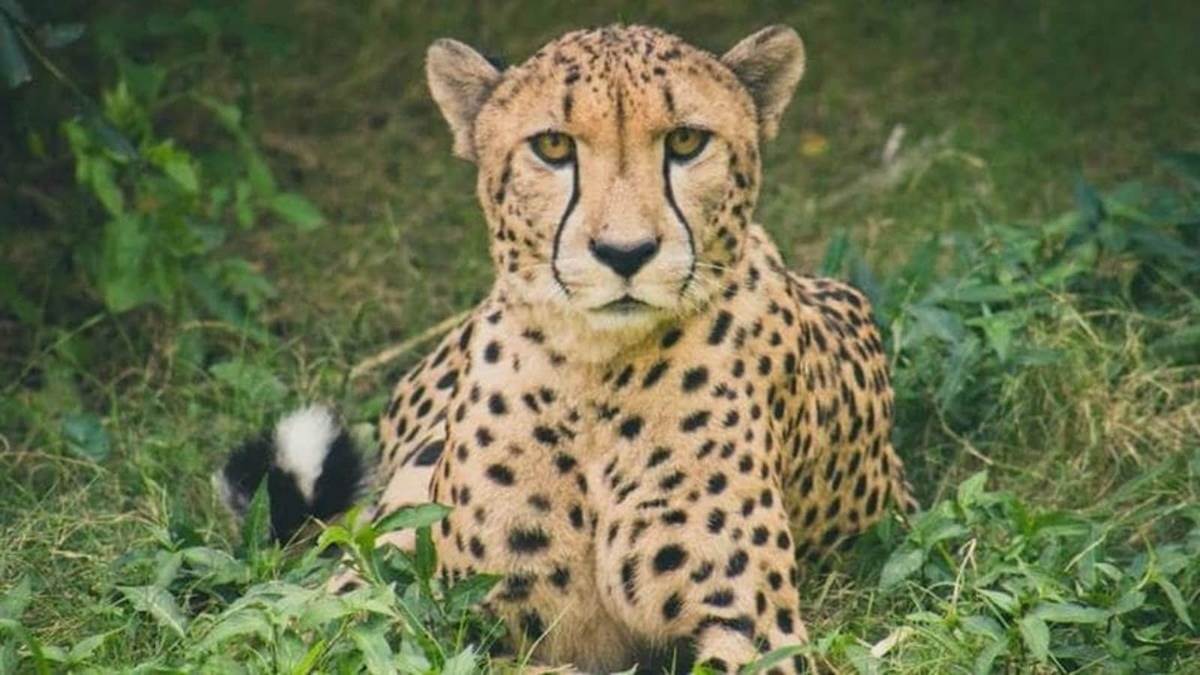 Cheetah Project in MP: मादा चीता वीरा ट्रेंक्युलाइज,मानसून के चलते कूनो वापसी