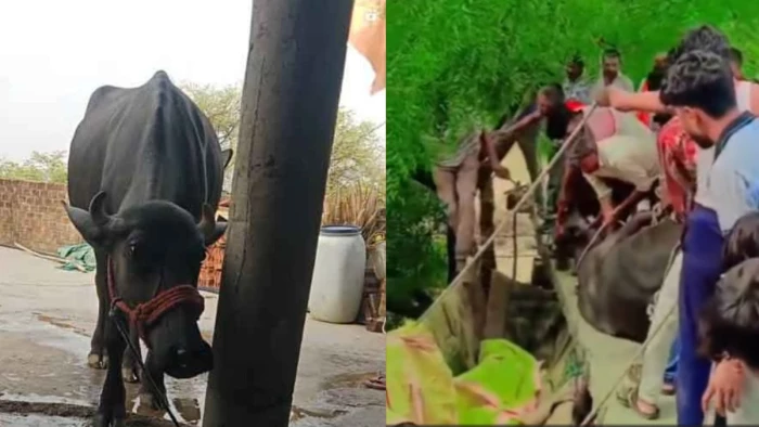 राजगढ़ के डेंडी गांव में अनोखी घटना: छत पर चढ़ गई भैंस, सुबह मचा हड़कंप; जेसीबी की मदद से नीचे उतारा