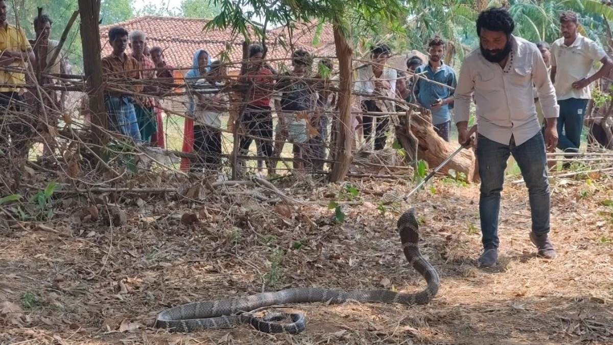 कोरबा में घर में घुसा 11 फीट लंबा विशालकाय किंग कोबरा, रेस्क्यू टीम ने सुरक्षित जंगल में छोड़ा