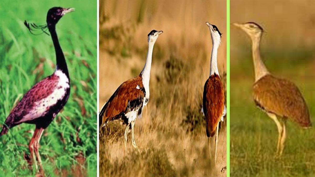 ग्वालियर में फिर लौटेगी सोन चिरैया: घाटीगांव में 3 हजार हेक्टेयर में बनेगा नया ग्रासलैंड और रिसर्च सेंटर