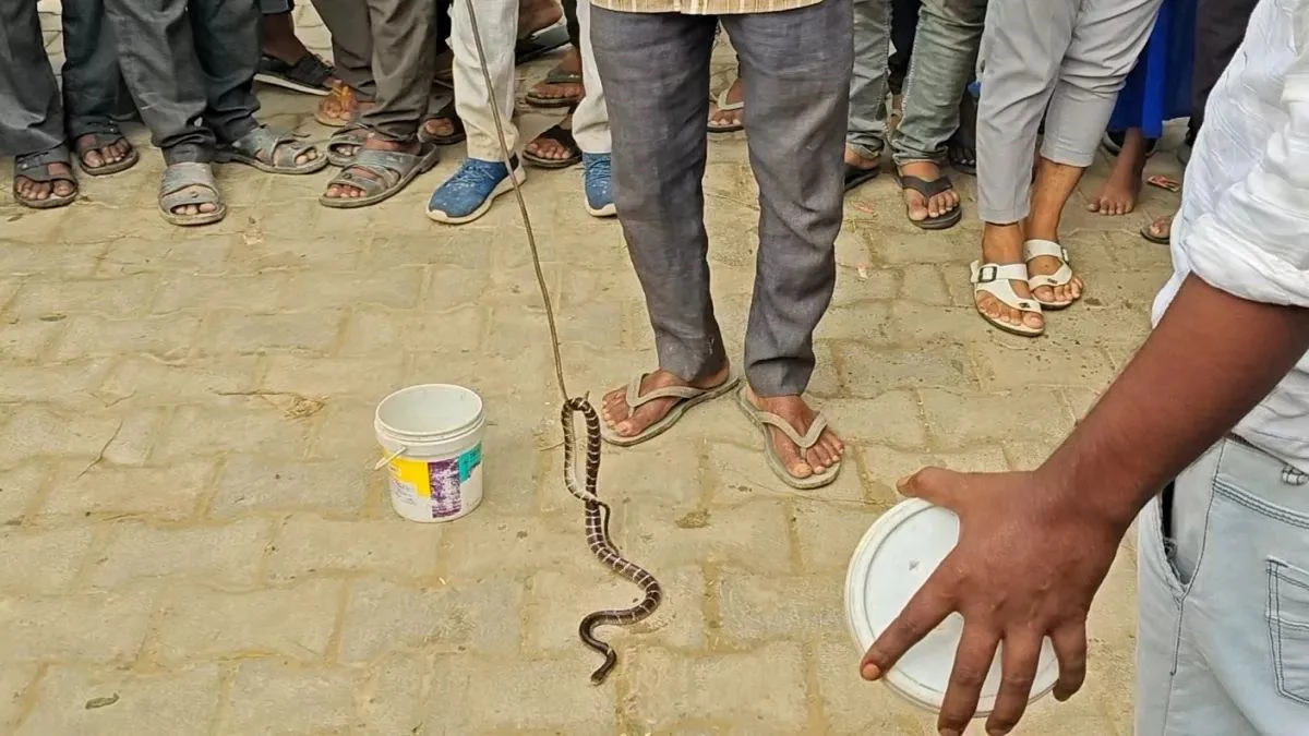 नागिन का बदला पूरा! एक ही परिवार के तीन लोगों को डसा, पूरे गांव में मची दहशत
