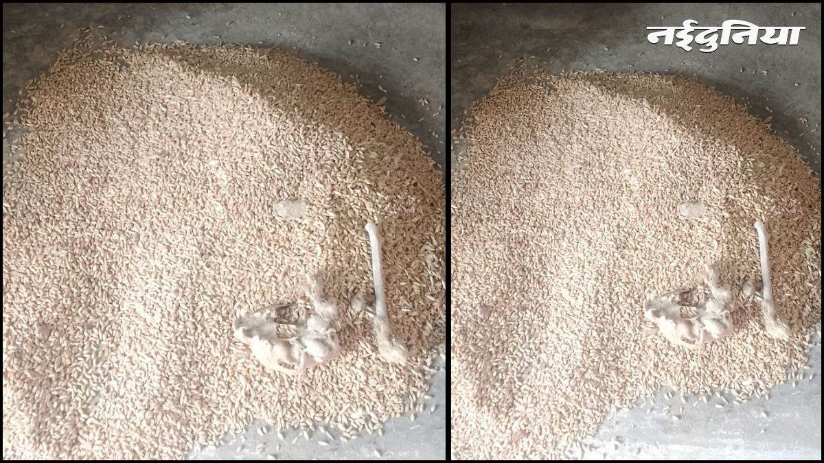 गरीबों के निवाले के साथ भद्दा मजाक... राशन की बोरी से निकला जानवर का कंकाल और हड्डियां, भड़के ग्रामीण; दुकान सील