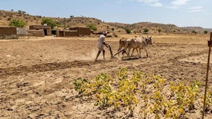 बारिश थमने से रतलाम जिले के खेतों में अंकुरण हुआ प्रभावित, कहीं-कहीं दोबारा बोवनी की नौबत