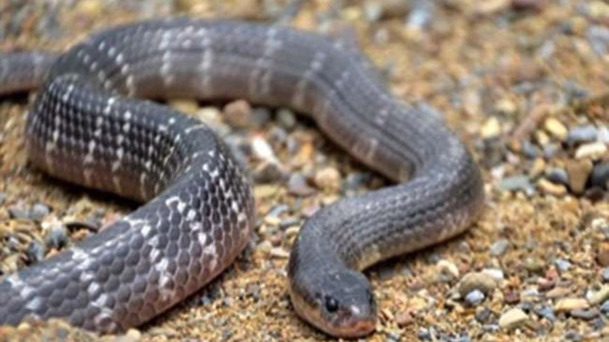 तीन साल की बच्ची से 'मौत' भी हारी, जहरीले सांप ने तीन बार डसा, 40 इंजेक्शन लगे, 11 दिन वेंटिलेटर पर रही