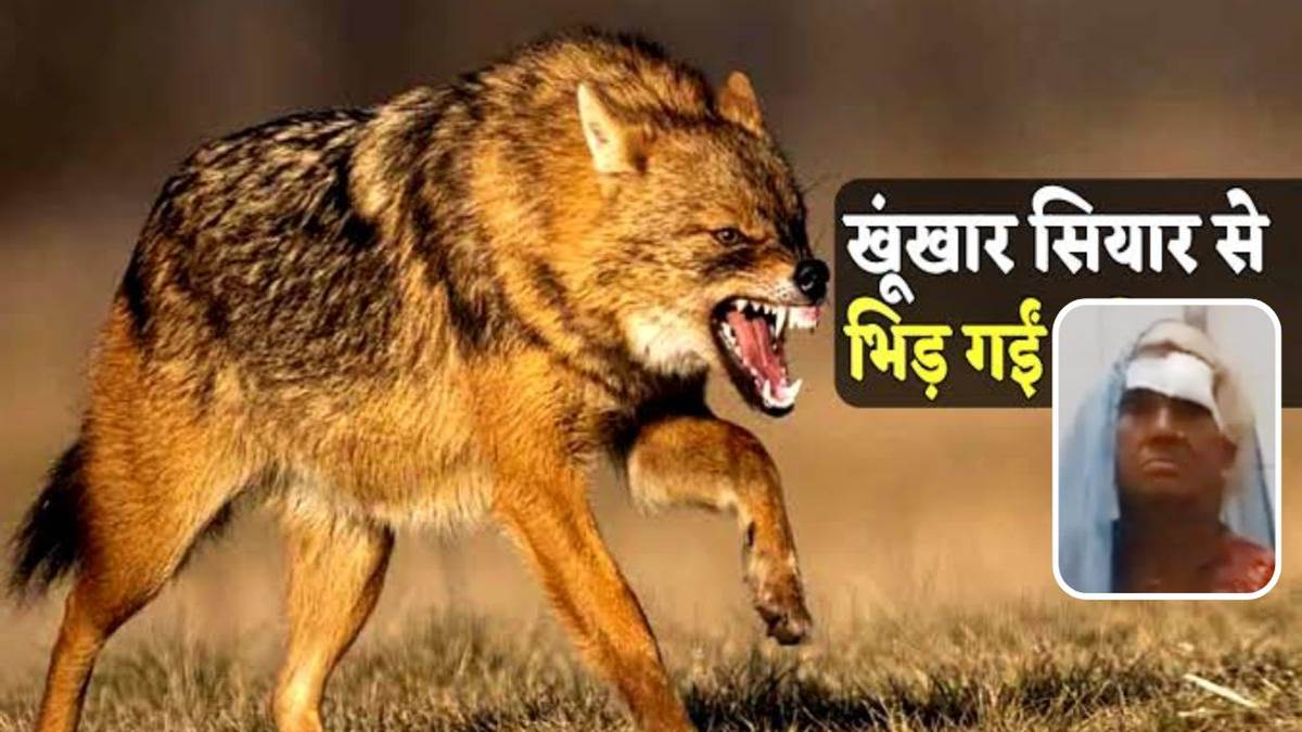 शिवपुरी में 70 वर्षीय बुजुर्ग महिला का दुस्साहस: रात में खेत में घुसा सियार, लाठी से पीटकर जानवर को खदेड़ा, बचाई अपनी जान