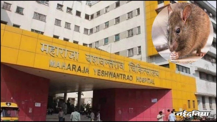 Indore एमवाय अस्पताल चूहा कांड... पहले चूहों को करते थे नजरअंदाज, अब 14 दिन में 40 पकड़े