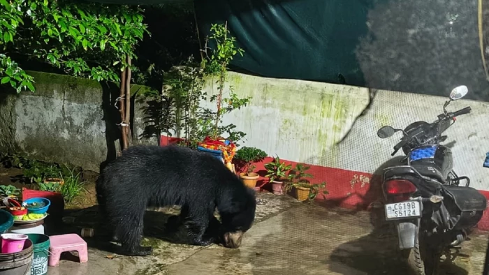 छत्तीसगढ़ के सरोना में भालुओं का भय: कभी मंदिर के नारियल से पेटपूजा तो कभी दरवाजा तोड़कर भूख मिटाने की कोशिश
