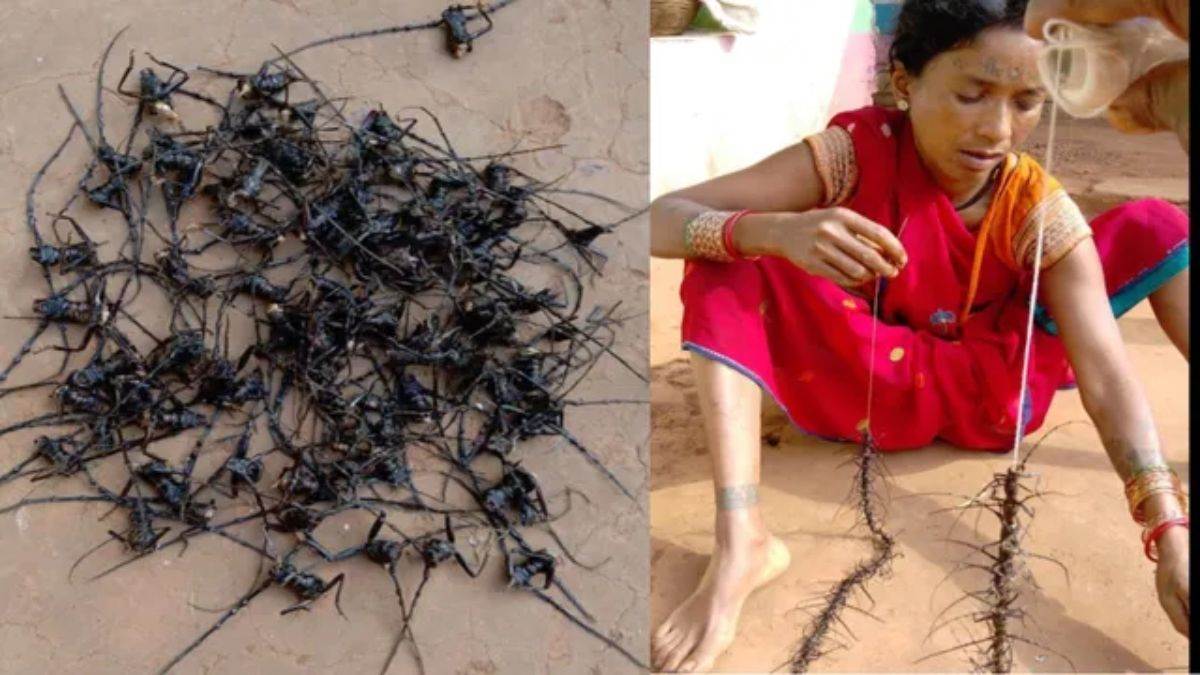 डिंडौरी में 19.25 लाख बोरर कीट जलाएगा वन विभाग, चार डीएफओ की मौजूदगी में होगी कार्रवाई