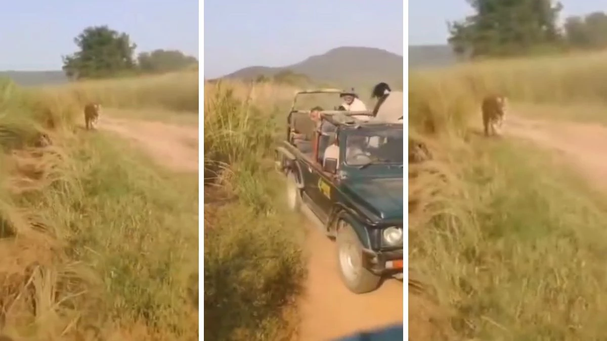 Video: पन्ना टाइगर रिजर्व में बाघिन का रोमांचक वीडियो, गाड़ियों का पीछा कर दहशत में डाले पर्यटक