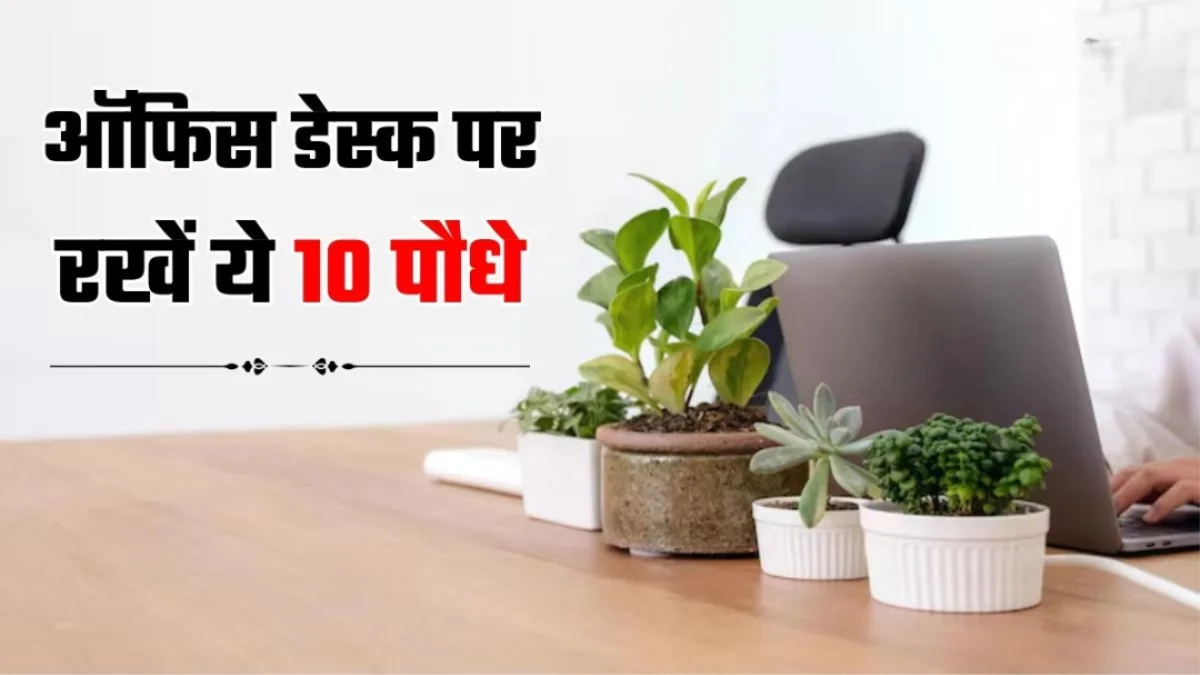 इस Diwali ऑफिस की डेस्क या खिड़की पर जरूर लगाएं यह ये पौधे, सौभाग्य और समृद्धि में होगी वृद्धि