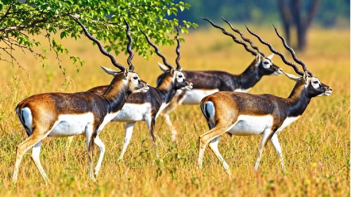 गोमर्डा अभयारण्य में छोड़े जाएंगे 50 काले हिरण, जंगल सफारी से सारंगढ़ बिलाईगढ़ में बढ़ेगा रोजगार
