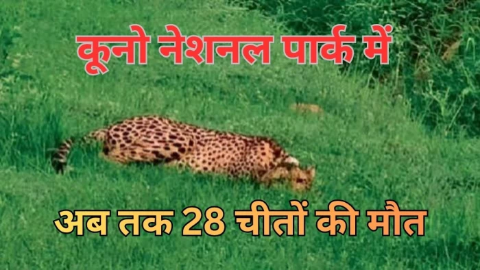 कूनो में मरने वाले चीतों की पोस्टमार्टम रिपोर्ट की जानकारी आरटीआई के तहत देने से वन विभाग का इनकार