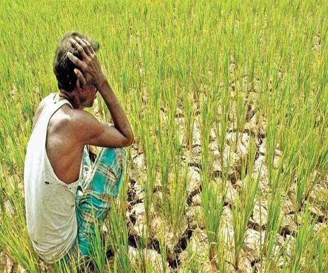 गेहूं खरीदी में जबलपुर के किसानों के साथ साजिश, नियम इतने कड़े कि बिचैलियों के आगे नतमस्तक अन्नदाता 3 Jabalpur News: दलहन की फसल नहीं अब उसकी दाल बनाकर बाजार में बेचेंगे किसान - Now farmers will make pulses and not sell their pulses in the market