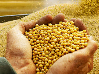 Indore Business News: कृषि जिंसों के वायदा सौदे शुरू करेगा एनएसई