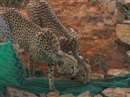 Cheetah Project in MP : कूनो में क्वारंटाइन चीतों को करना होगा इंतजार, बड़े बाड़े में दो चीतों ने किया तीसरा शिकार