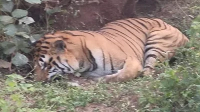 दतनी तालाब के पास गोपालगंज जंगल में रेस्क्यू करने पहुंचा अमला तो मृत मिला बाघ