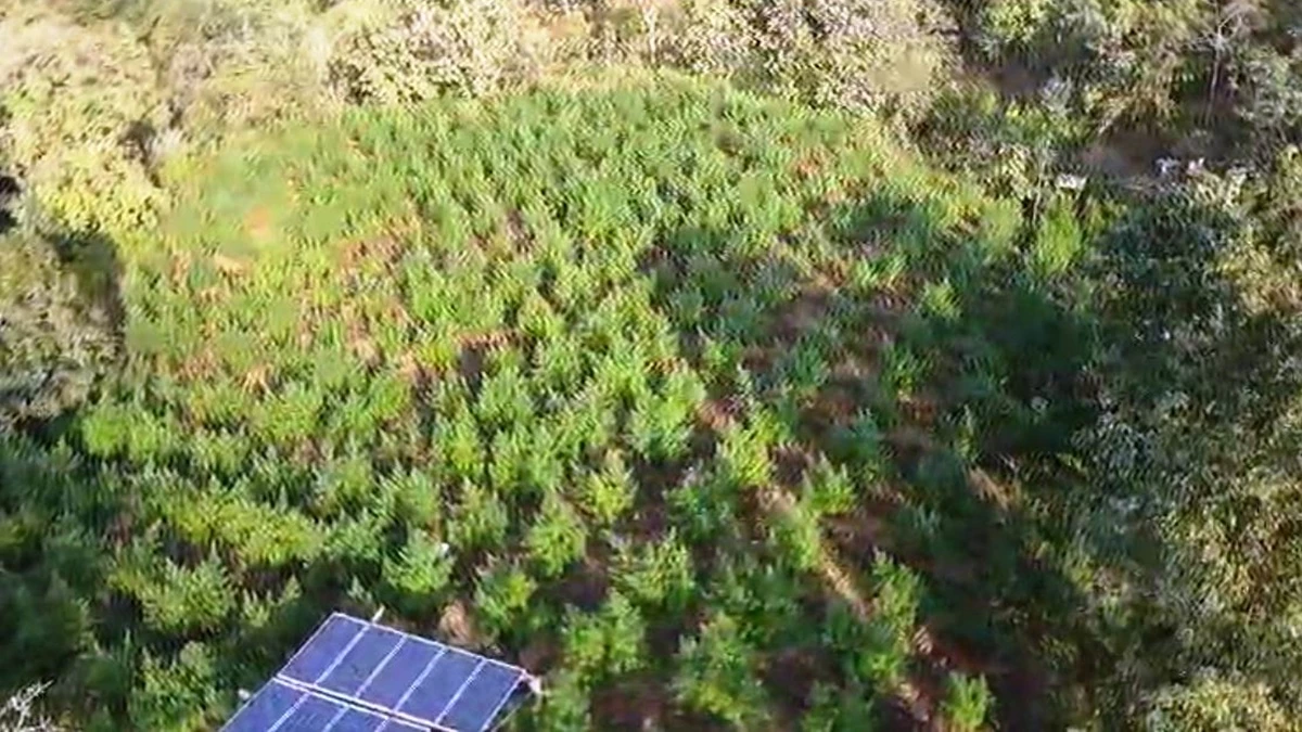 पहाड़ी पर लगा रखे थे गांजे के 3200 पौधे, खरगोन पुलिस ने ड्रोन से सर्चिंग कर खोजी फसल