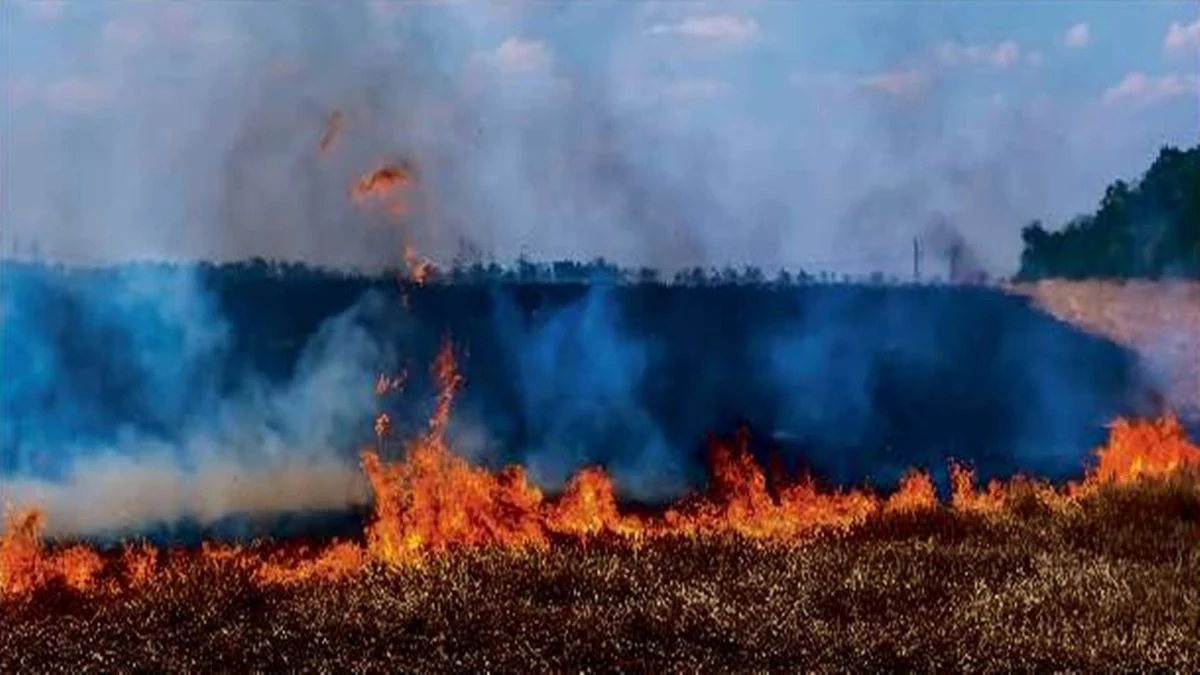 प्रदूषण की मार के बीच एमपी बना नम्बर वन, पराली जलाने के मामले में पंजाब को भी पीछे छोड़ा, नर्मदापुरम सबसे आगे