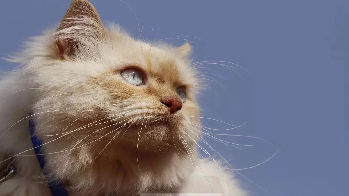 MP: विदेशी जानवरों की तस्करी रोकने के लिए सख्त नियम, हर छह माह में अनिवार्य होगी मेडिकल रिपोर्ट