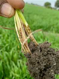 गेहूं की फसलों में लगा जड़ माहू कीट - dhar news