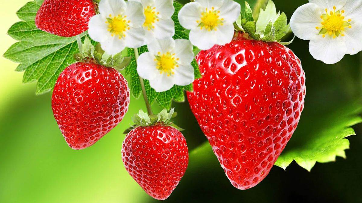 Strawberry Benefits: दिल को सेहतमंद रखना है तो रोज 2 स्ट्रॉबेरी का करें सेवन