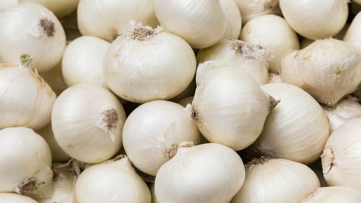 White Onion Benefits आंखों की रोशनी बढ़ाता है सफेद प्याज का रस, लेकिन