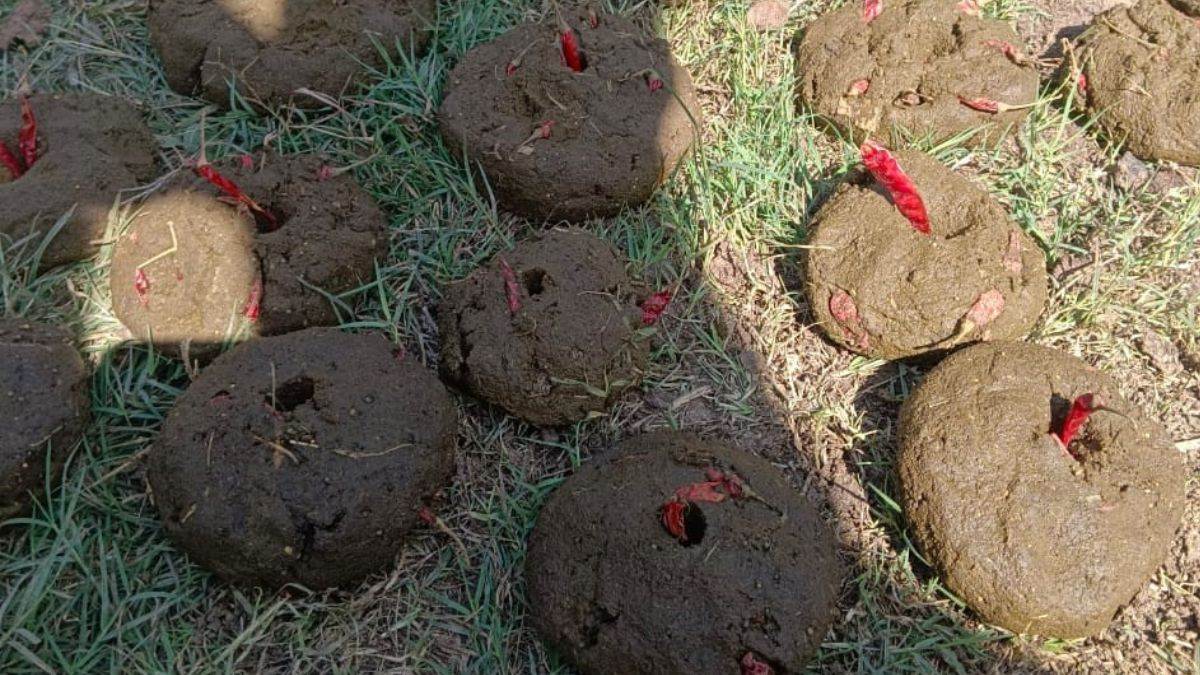 Umaria News: उमरिया में मिर्च वाले कंडे हाथियों से बचाएंगे रबी की फसल को