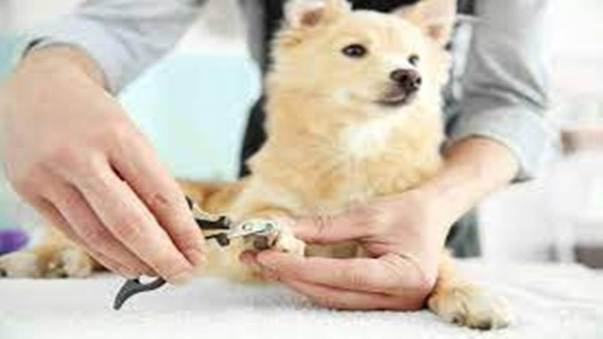 Pets Care Information: इस मौसम में ही कराएं पैट की ट्रिमिंग, बीमारियों और गंदगी से होगा बचाव