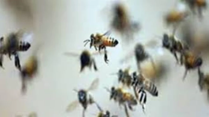 चंद्रकेश्वर में स्नान करने आए श्रद्धालुओं पर मधुमक्खियों का हमला, दस घायल; पुलिस ने कंबल ओढ़ाकर बचाई जान