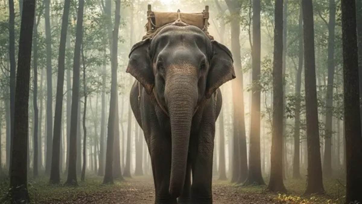 झारखंड में हाथियों के आतंक को रोकने के लिए किया जाएगा 'हनी ट्रैप', कर्नाटक से आ रहे 6 कुमकी हाथी