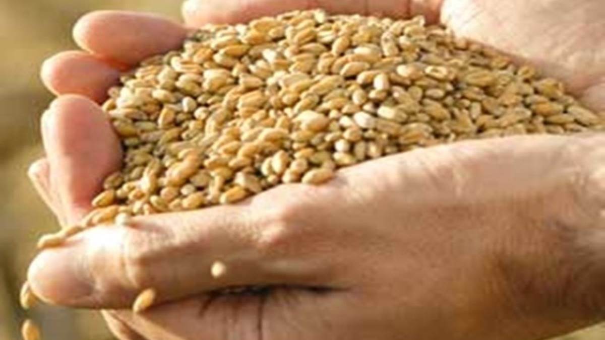 Rabi Crop Procurement: मप्र में अपना गेहूं, चना बेचने के लिए किसान खुद उपार्जन केंद्र चुन सकेंगे