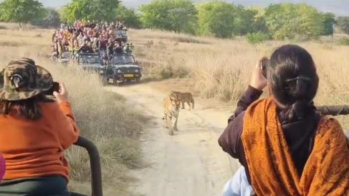 Panna Tiger Reserve: पन्ना में टाइगर की फैमिली को पर्यटकों ने जिप्सियों से घेरा, पांच गाड़ियों पर लगा बैन