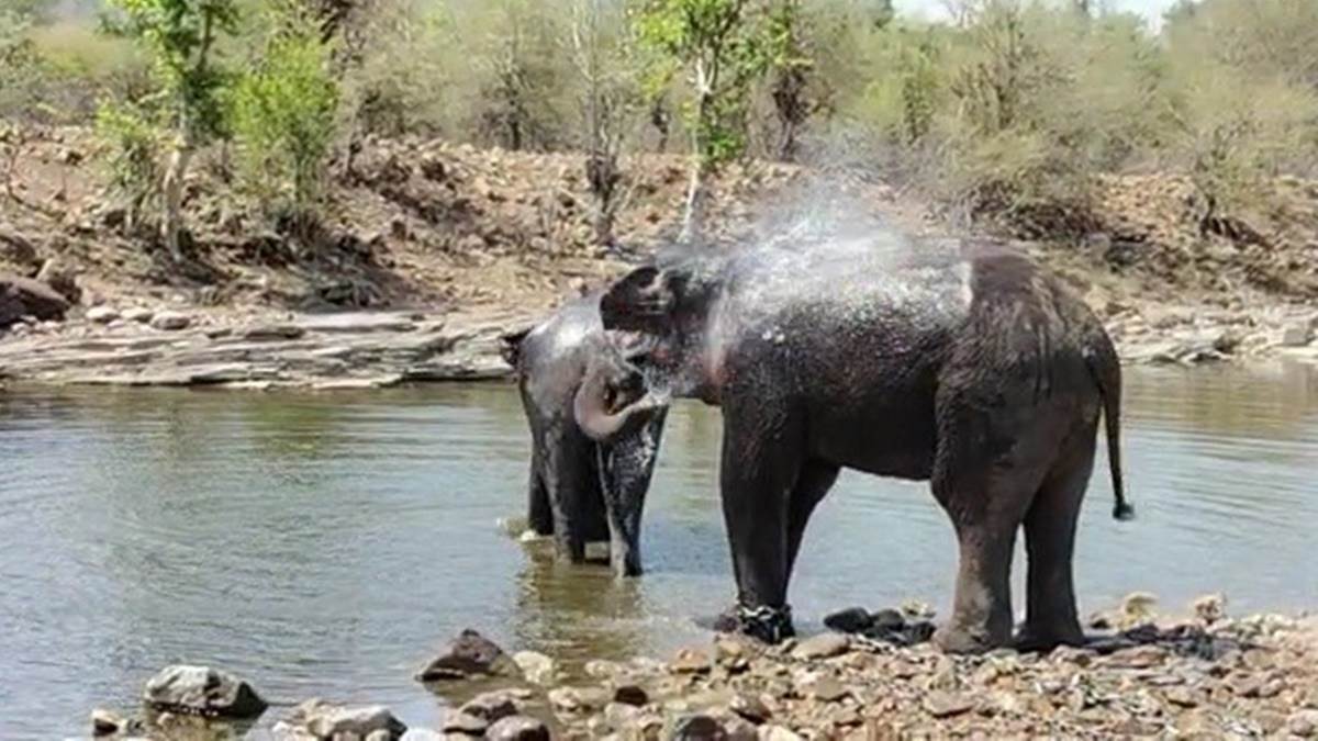 Panna Tiger Reserve: गर्मी से राहत पाने बहन के साथ पानी में मस्ती करते दिखे  गजराज, देखें वीडियो - Gajraj was seen having fun in the water with his  sister to get