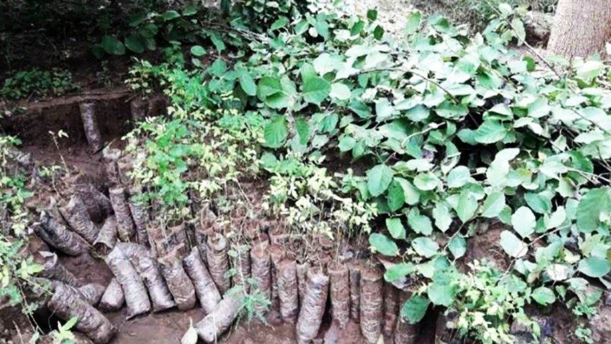 Farmers Subsidy: उद्यानिकी विभाग की लापरवाही से लाखों किसानों की सब्सिडी पर संकट